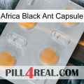 Africa Black Ant Capsule 24